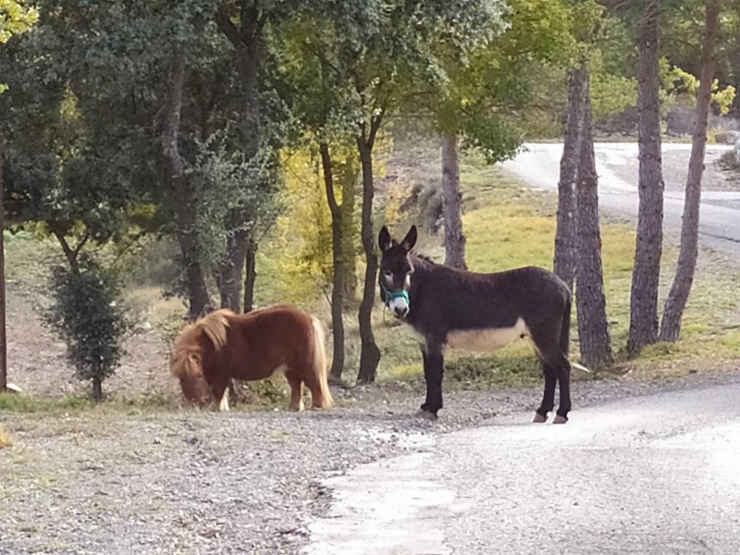 Camping Casa Fausto Cerca De Dinopolis Formiche Alto Eksteriør billede